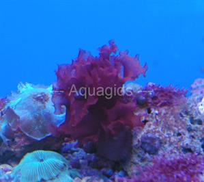 Kallymenia reniformis
